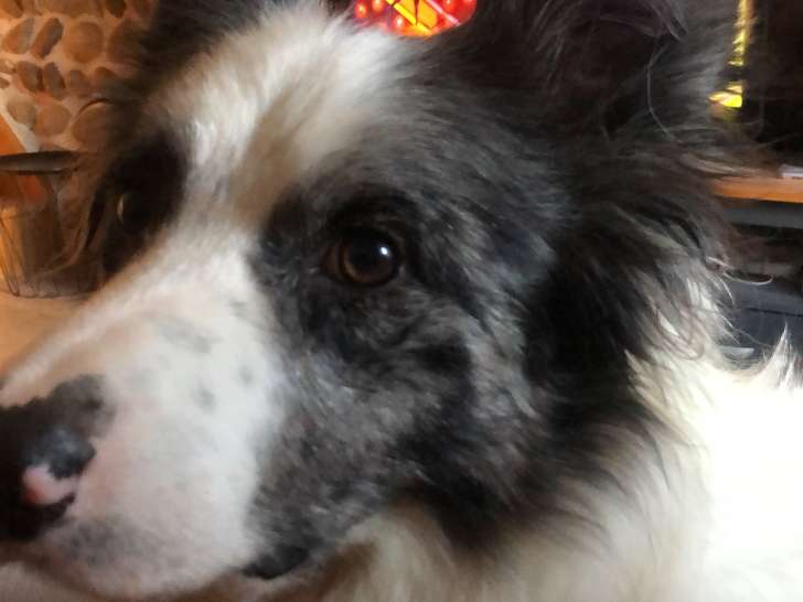 Chien Border Collie à donner