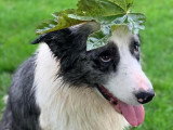 Chien Border Collie à donner