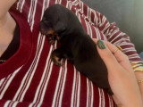 3 chiots Teckel LOF nés en avril 2026 à vendre