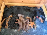 3 chiots Teckel LOF nés en avril 2026 à vendre