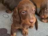 1 chiot mâle chocolat Teckel LOF nés en avril 2026 à vendre