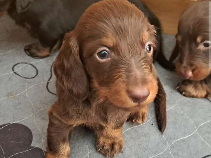 1 chiot mâle chocolat Teckel LOF nés en avril 2026 à vendre