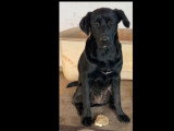 En quête d'un foyer : chienne noire de 4 ans