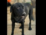 En quête d'un foyer : chienne noire de 4 ans