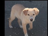 À accueillir : chiot mâle sable de 6 mois