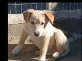 À accueillir : chiot mâle sable de 6 mois