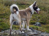 3 chiots Berger Islandais à réserver