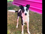 En attente d'adoption : chiot mâle Berger Créole de 10 mois