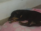 Prête pour l'adoption : chiot femelle noir et feu de 7 mois