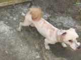 Chien de 4 ans au pelage ras en quête d'un foyer