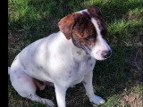 Chienne marron et blanche de 3 ans disponible à l'adoption