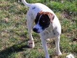 Chienne marron et blanche de 3 ans disponible à l'adoption
