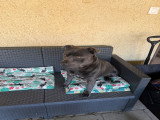 Mâle Staffie LOF disponible pour saillie