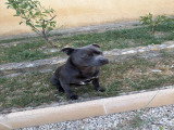 Mâle Staffie LOF disponible pour saillie