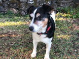 Chien tricolore de 10 ans disponible à l'adoption
