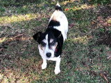 Chien tricolore de 10 ans disponible à l'adoption