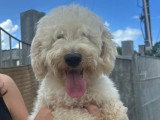 Chien Bichon à poil frisé blanc de 3 ans à adopter