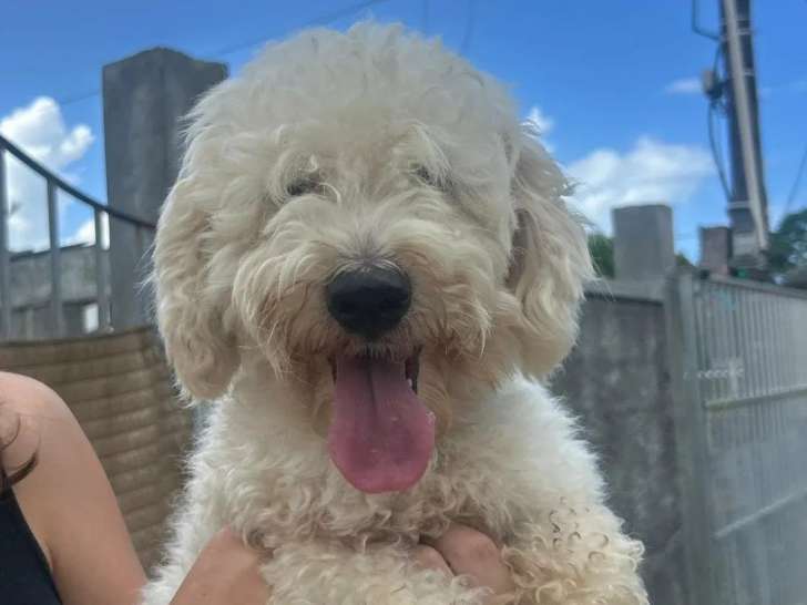 Chien Bichon à poil frisé blanc de 3 ans à adopter