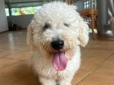 Chien Bichon à poil frisé blanc de 3 ans à adopter