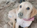 Chiot femelle beige de 4 mois prêt pour l'adoption