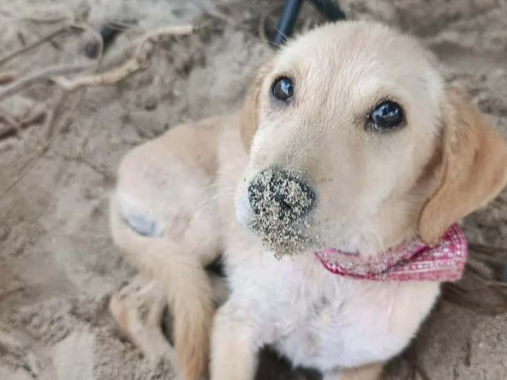 Chiot femelle beige de 4 mois prêt pour l'adoption