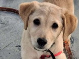 Chiot femelle beige de 4 mois prêt pour l'adoption