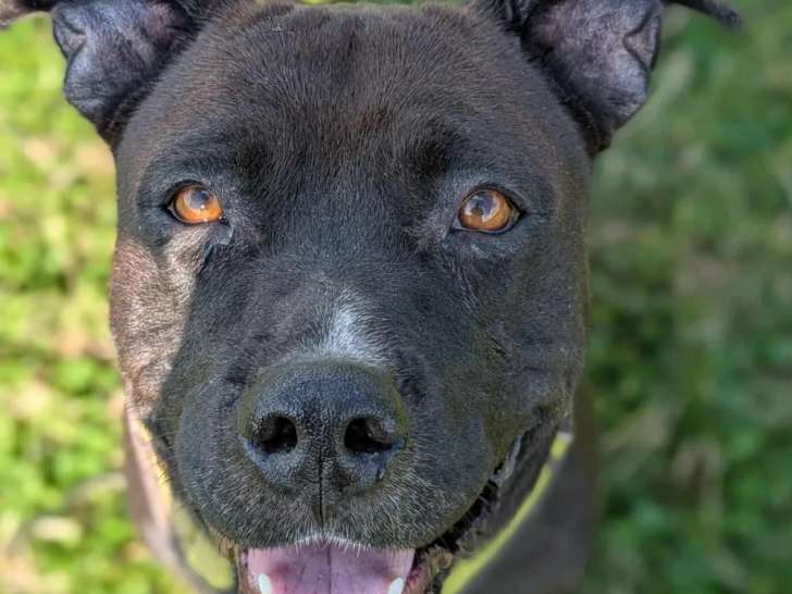 Chienne noire et blanche de 7 ans en attente d'adoption
