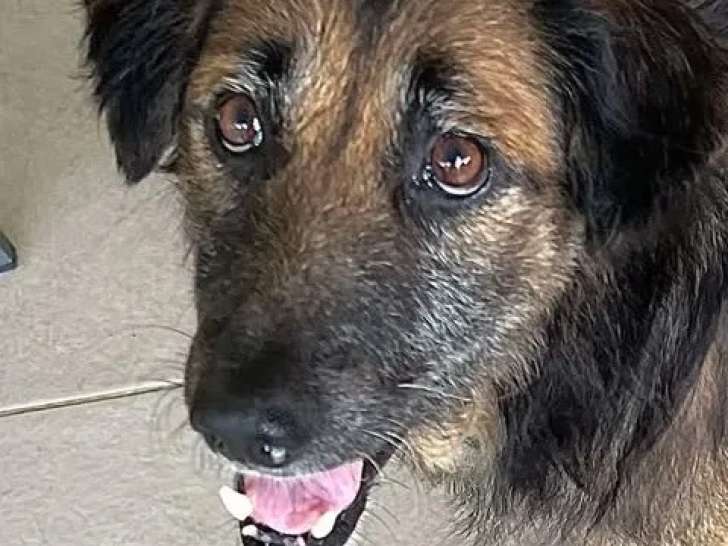 Chien tricolore de 6 ans disponible à l'adoption