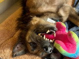 Chien tricolore de 6 ans disponible à l'adoption