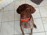 Chienne chocolat de 2 ans à la recherche d'une famille