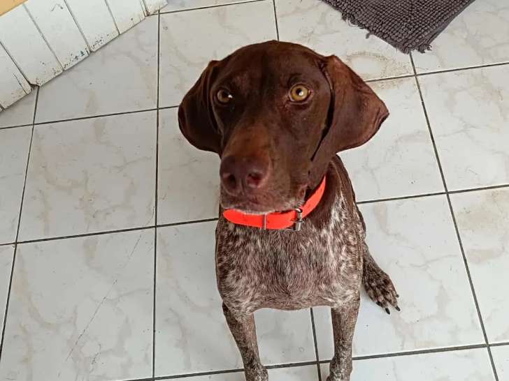 Chienne chocolat de 2 ans à la recherche d'une famille