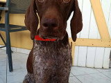 Chienne chocolat de 2 ans à la recherche d'une famille