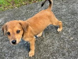 Chiot mâle bringé de 5 mois disponible à l'adoption