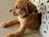 Chiot mâle bringé de 5 mois disponible à l'adoption
