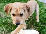 Chiot femelle bringé de 5 mois en attente d'un foyer