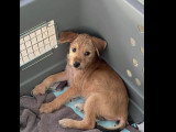 Chiot femelle bringé de 5 mois en attente d'un foyer