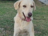 Chienne de 2 ans en quête d'un foyer aimant