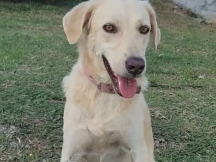 Chienne de 2 ans en quête d'un foyer aimant