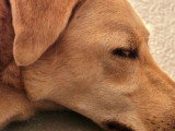 Chienne de 2 ans en quête d'un foyer aimant