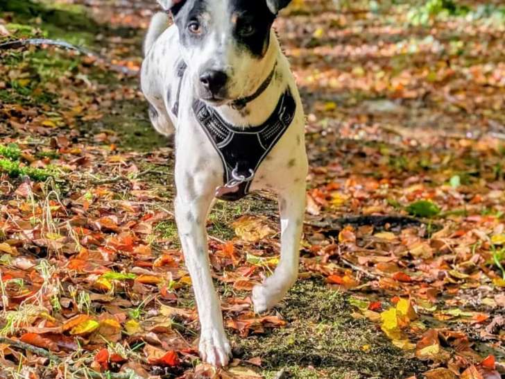 Chien blanc et noir d'un an disponible à l'adoption