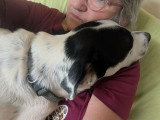 Chien blanc et noir d'un an disponible à l'adoption