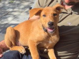 Chiot mâle de 3 mois prêt pour l'adoption
