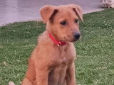 Chiot mâle de 3 mois prêt pour l'adoption