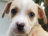 Chiot femelle beige de 2 mois à la recherche d'une famille