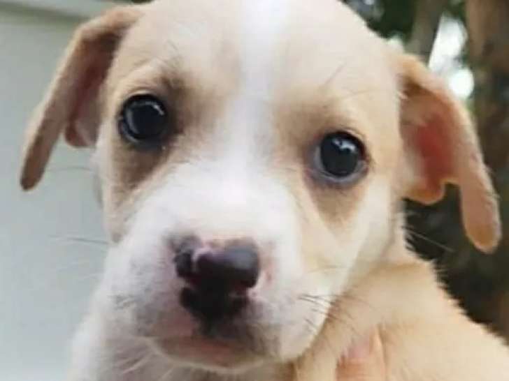 Chiot femelle beige de 2 mois à la recherche d'une famille