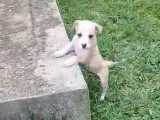 Chiot femelle beige de 2 mois à la recherche d'une famille