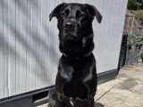 Chien Labrador noir de 6 ans disponible à l'adoption