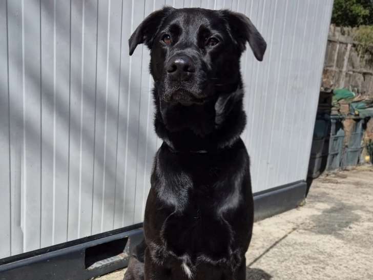 Chien Labrador noir de 6 ans disponible à l'adoption