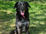 Chienne Labrador noire de 4 ans en attente d'un foyer