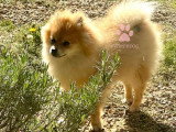 Très joli chiot mâle Spitz allemand LOF sable orangé à vendre